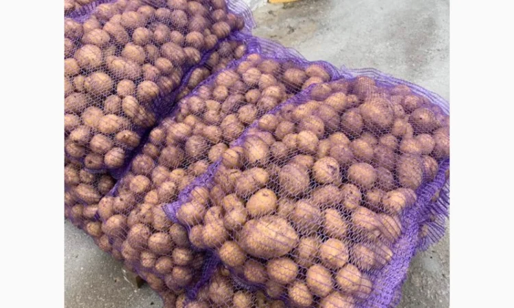 Картопля сорт Гала і Коломбо на продаж - фото № 7