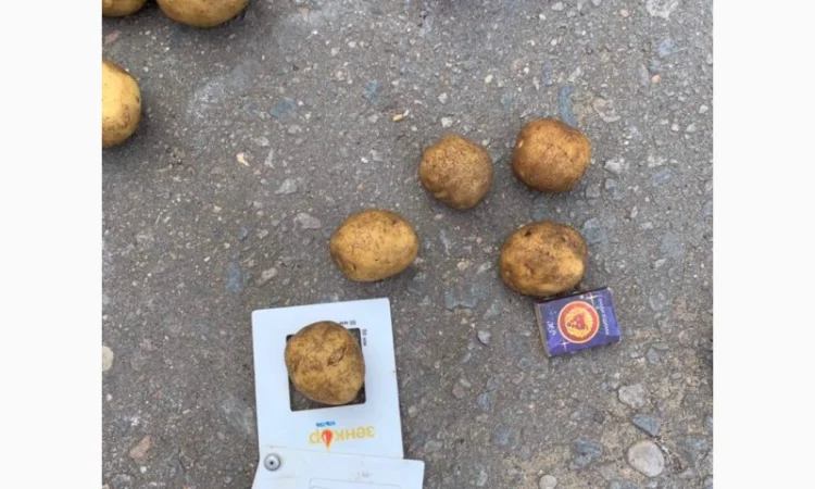 Картопля сорт Гала і Коломбо на продаж - фото № 8