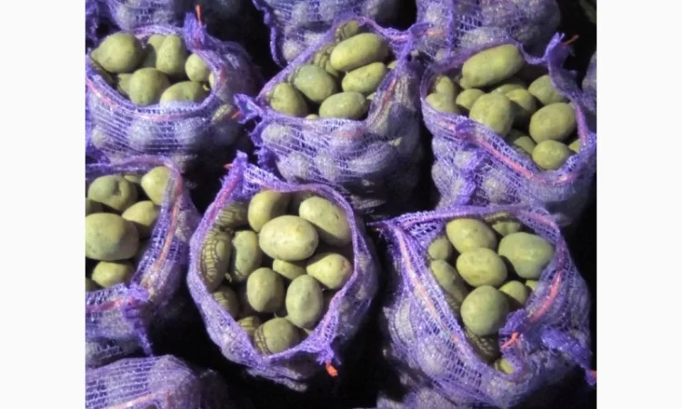 Продажа домашней картошки - фото № 1