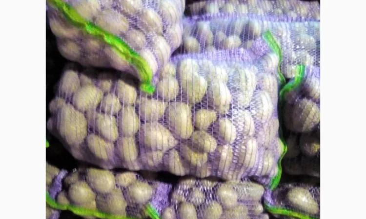 Продажа домашней картошки - фото № 2