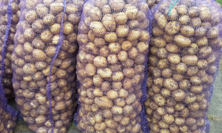 Продам картофель свежий продовольственный Казахстан - фото № 1