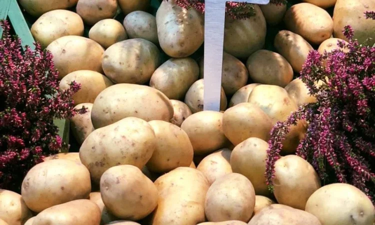 Семінний картопля Саншайн 1Р, 20 кг - фото № 1