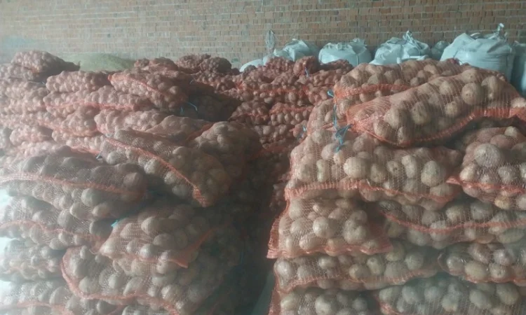 Продам товарний картофель - фото № 1