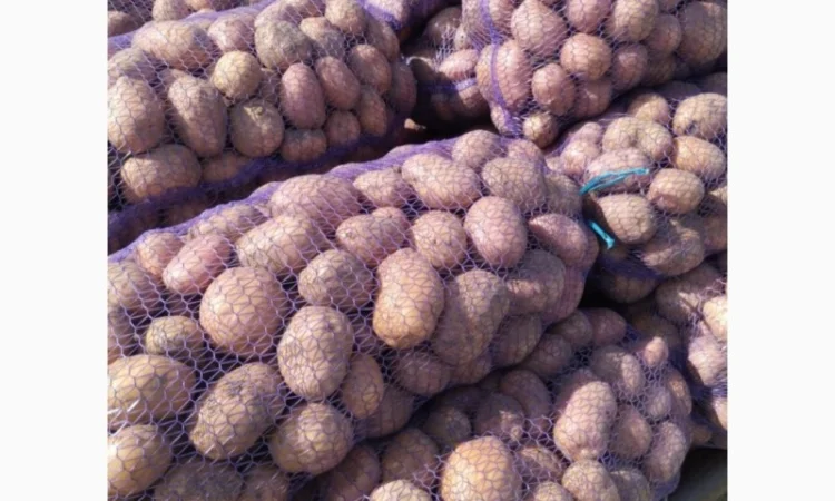 Продаж картоплі відмінної якості - фото № 2