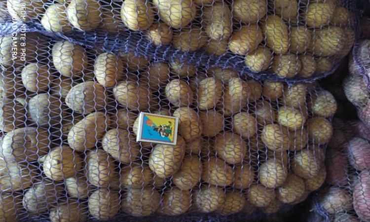 Якісне насіннєве картопля на продаж - фото № 1