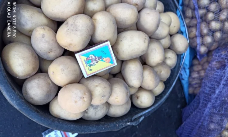 Якісне насіннєве картопля на продаж - фото № 2