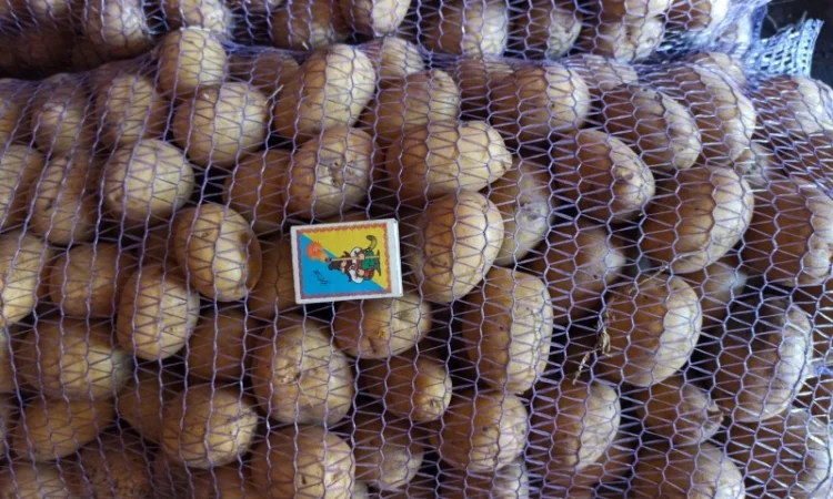 Якісне насіннєве картопля на продаж - фото № 3