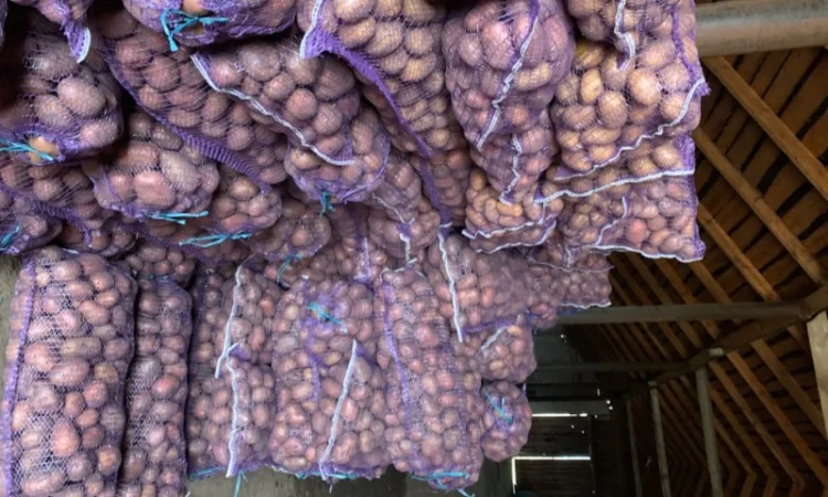 Куплю велику товарну картоплю - фото № 2