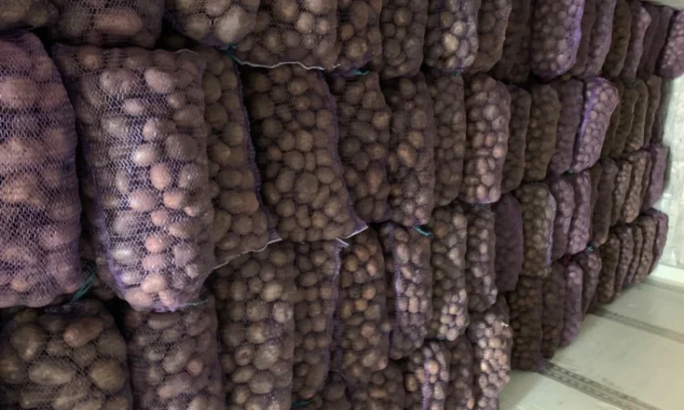 Продаж картоплі сортів Біла роса, Скарб - фото № 1