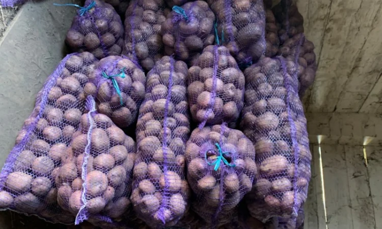 Продаж картоплі сортів Біла роса, Скарб - фото № 2