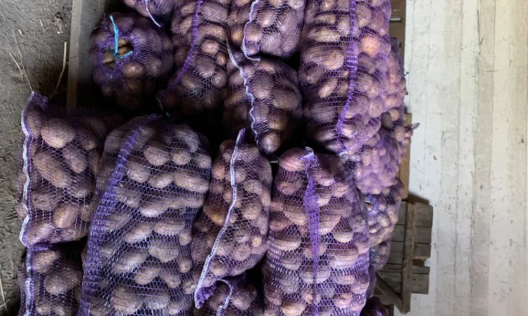 Продаж картоплі сортів Біла роса, Скарб - фото № 3