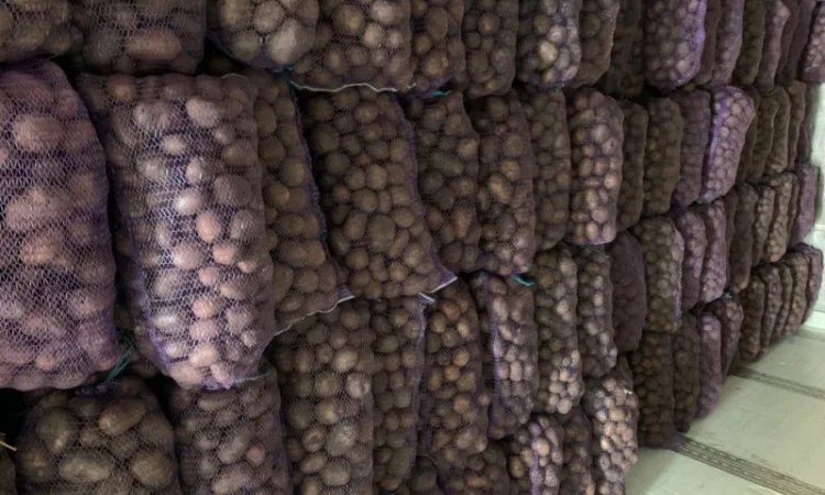 Продаж картоплі сортів Біла роса, Скарб - фото № 4