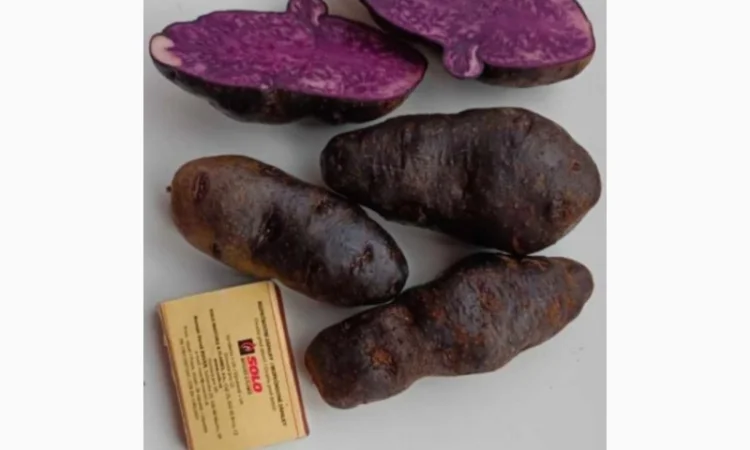 Картопля фіолетова сорту Вітелот - фото № 1