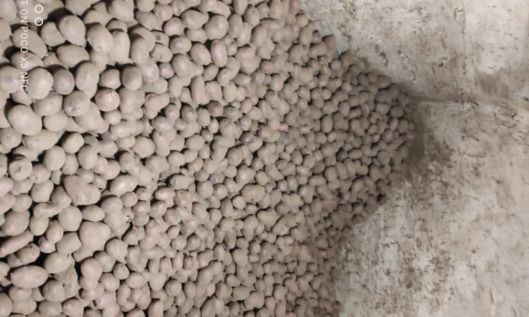 Продаю насінневу картоплю чорний принц - фото № 2