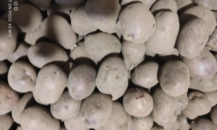 Продаю насінневу картоплю чорний принц - фото № 1