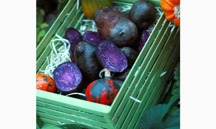 Фиолетовый картофель, фіолетова картопля, сорту Вітелот(Vitelotte) - фото № 1