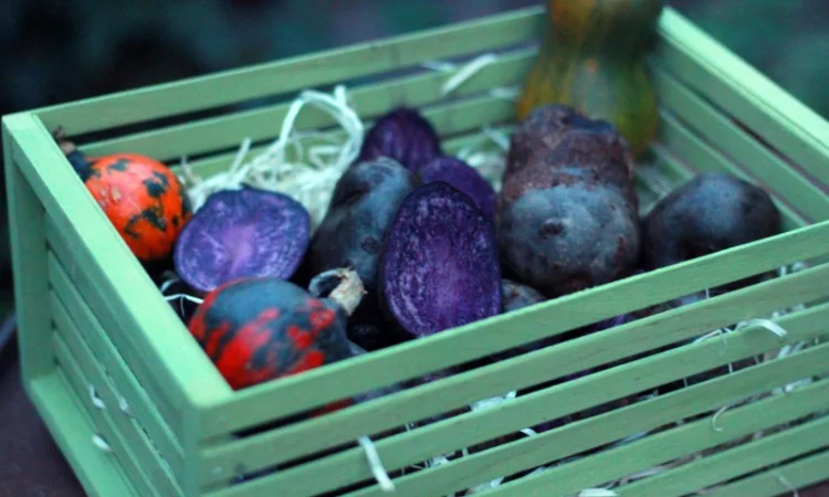 Фиолетовый картофель, фіолетова картопля, сорту Вітелот(Vitelotte) - фото № 2