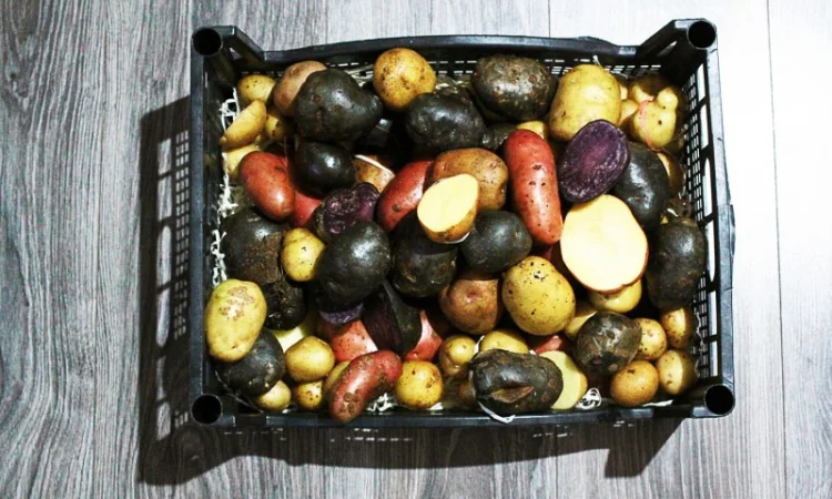 Фиолетовый картофель, фіолетова картопля, сорту Вітелот(Vitelotte) - фото № 3