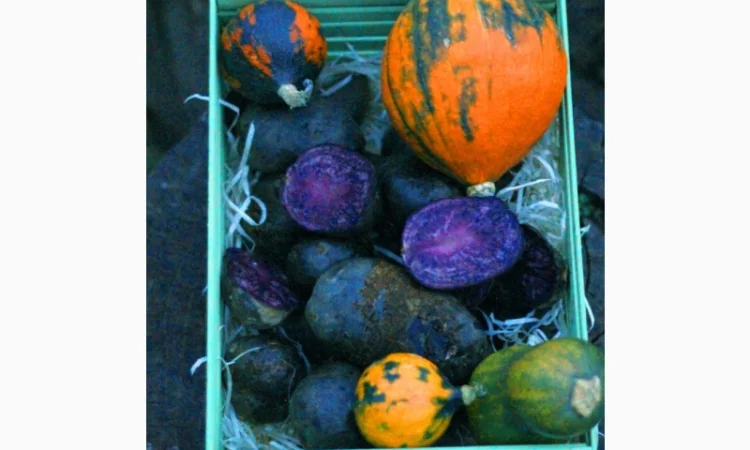 Фиолетовый картофель, фіолетова картопля, сорту Вітелот(Vitelotte) - фото № 4