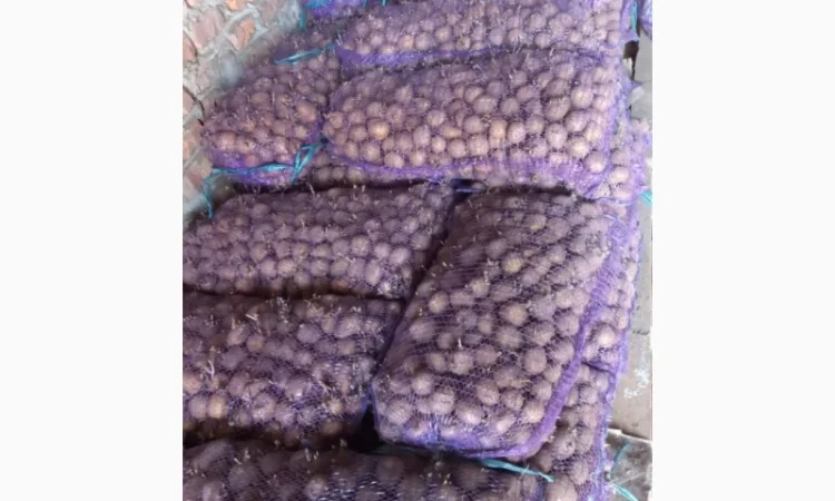 Продается картофель Рів'єра второй репродукции - фото № 1
