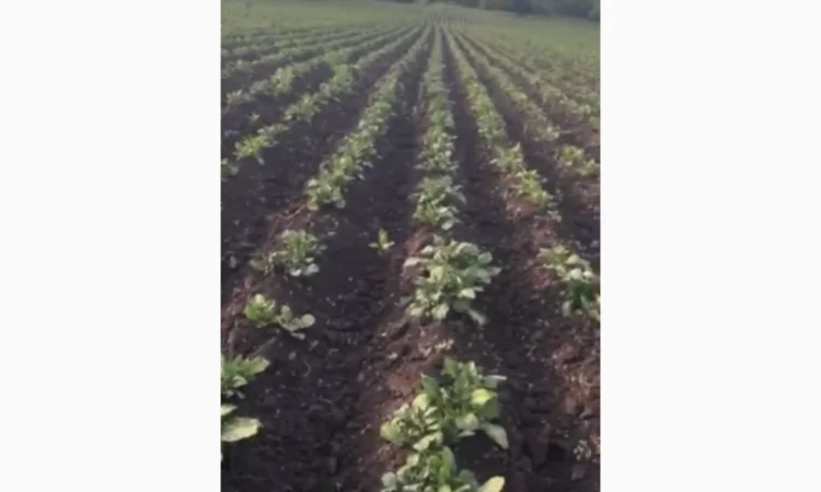 Продается картофель Рів'єра второй репродукции - фото № 2