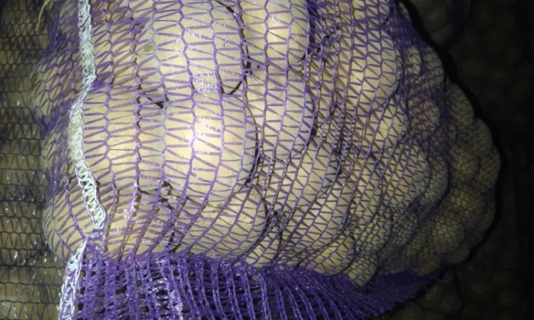 Продам товарну картоплю - фото № 1