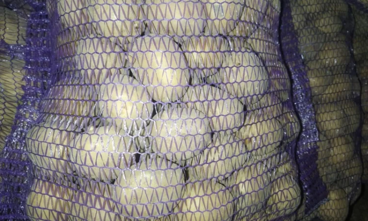 Продам товарну картоплю - фото № 2