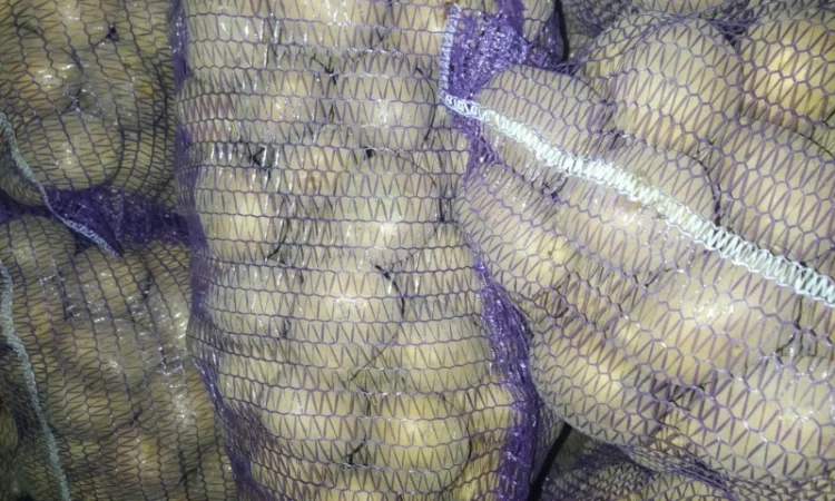 Продам товарну картоплю - фото № 3