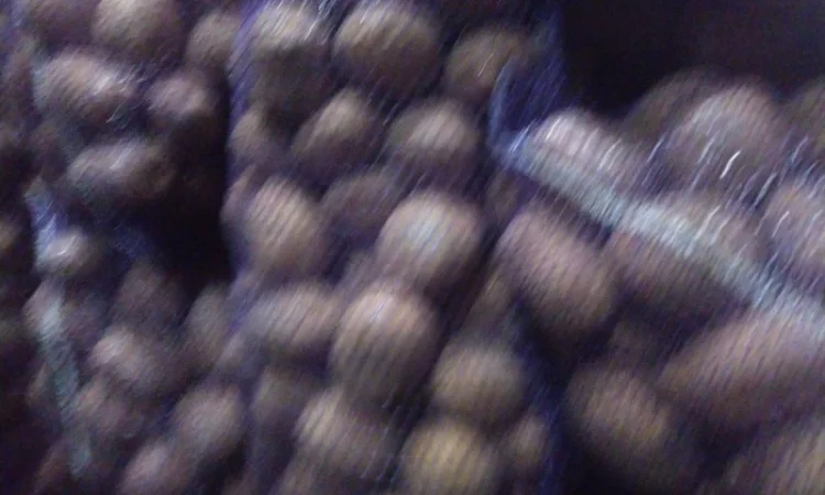 Продам товарну картоплю - фото № 4