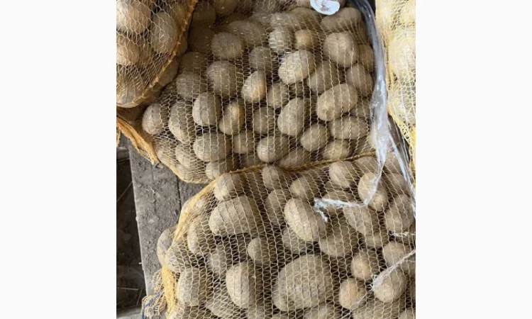 Продам картоплю - фото № 1