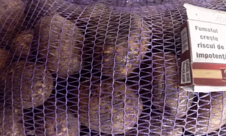 Продам бюджетну картоплю сортів Беллароза та Мелодія оптом від 20 тонн - фото № 1