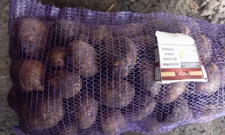 Продам бюджетну картоплю сортів Беллароза та Мелодія оптом від 20 тонн - фото № 2