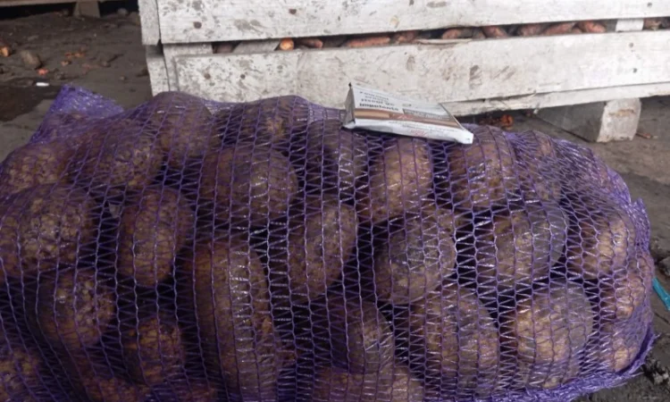 Продам бюджетну картоплю сортів Беллароза та Мелодія оптом від 20 тонн - фото № 3