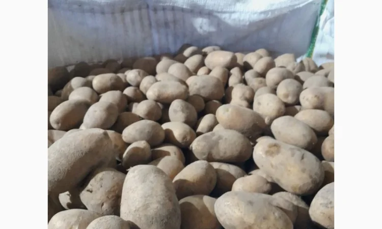 Продам картоплю - фото № 1