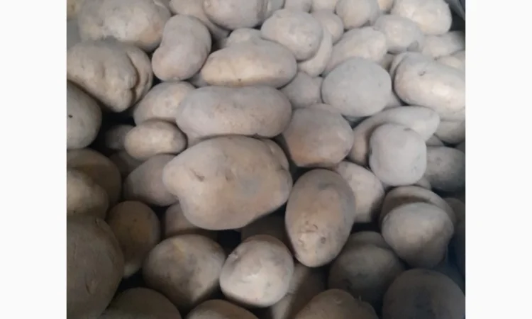 Продам картоплю - фото № 2