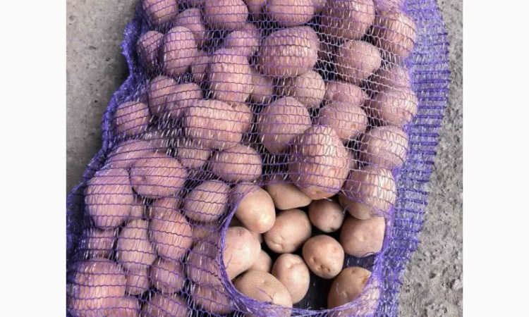 Продам товарну картошку сорт Белароса - фото № 1