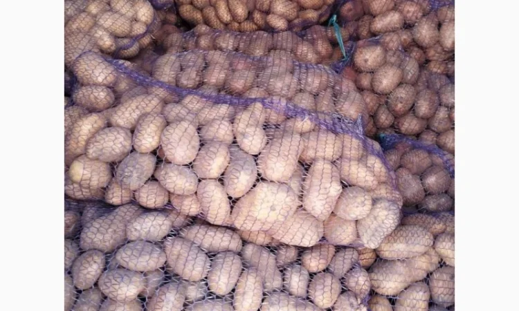 Продам картофель сорт Беларосса - фото № 1