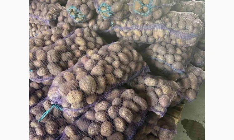 Продам картоплю - фото № 1