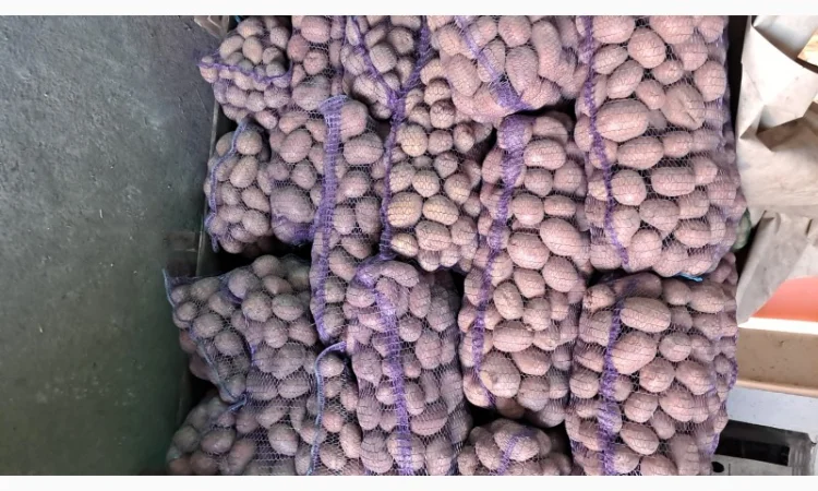 Продам картоплю - фото № 1