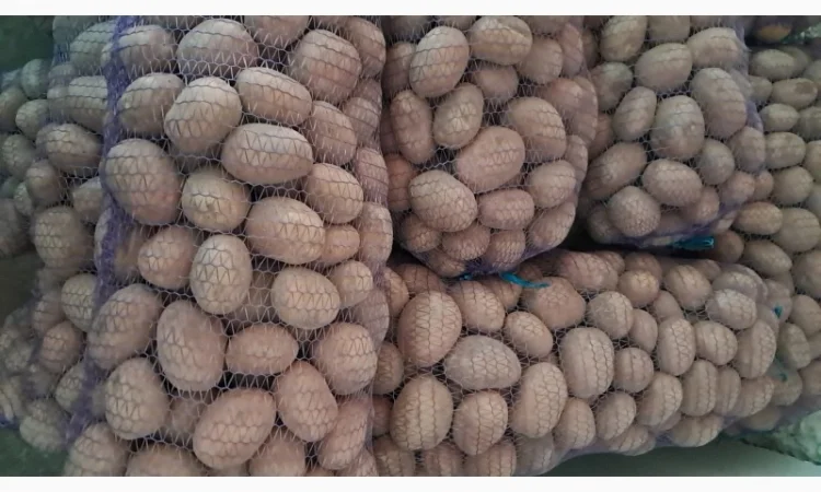 Продам картоплю - фото № 2