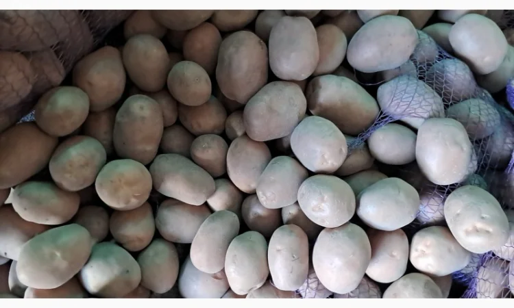 Продам картоплю - фото № 4