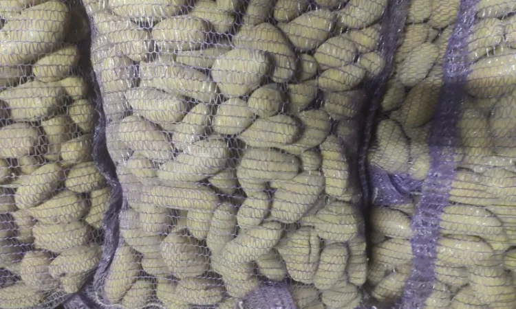 Картофель сорт Гранада - фото № 3