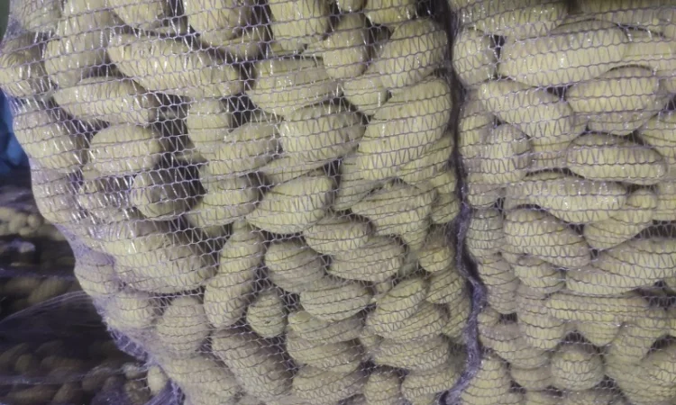 Картофель сорт Гранада - фото № 4