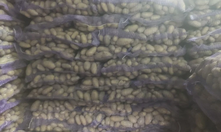 Продам Гранада - фото № 4