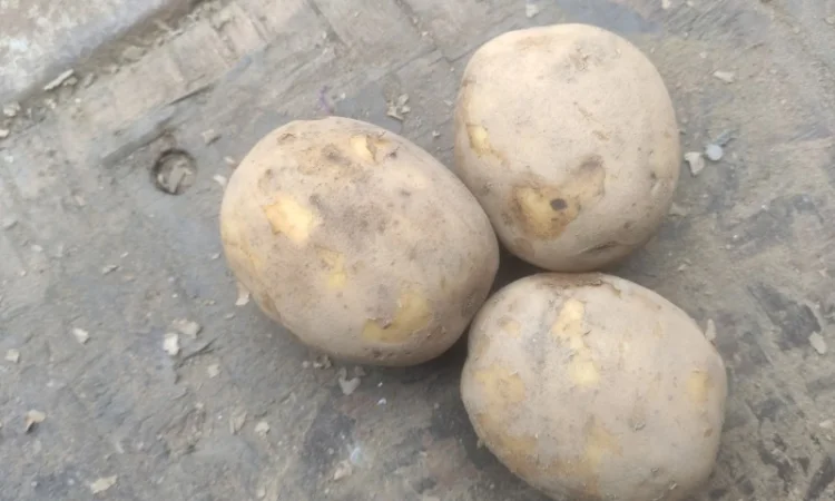 Продам товарный картофель Виктория - фото № 1