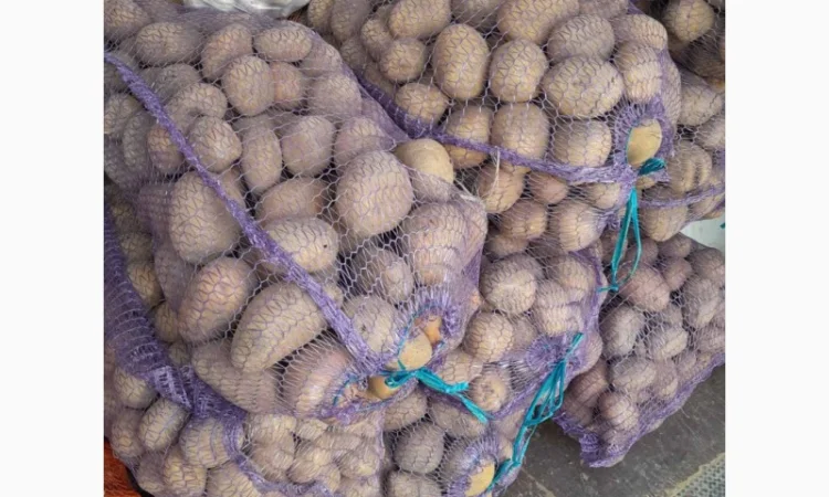 Продам картоплю в рівному - фото № 1