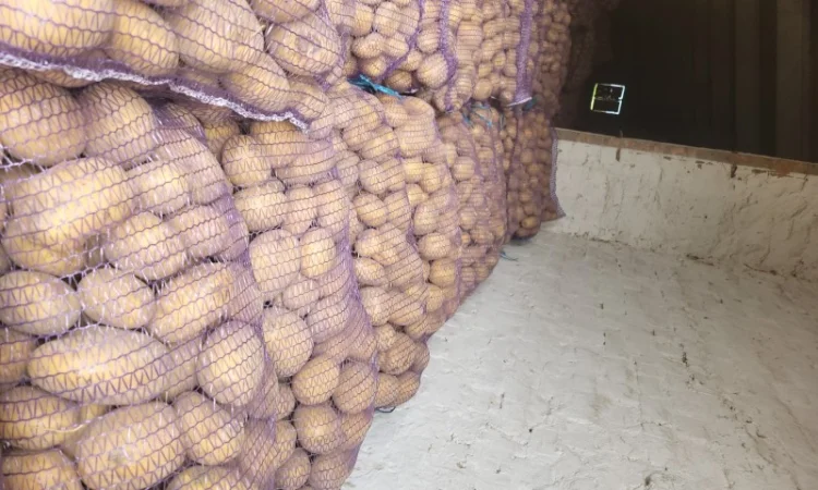 Продам картоплю - фото № 1