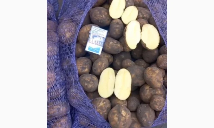 Куплю картофель - фото № 1