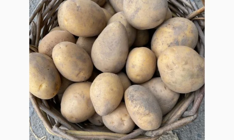 Продам картоплю сорт Ривьера - фото № 1