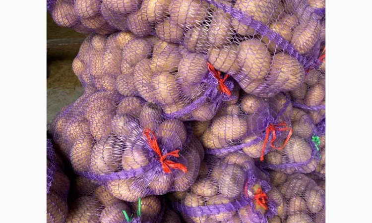 Продам картоплю сорт Ривьера - фото № 2